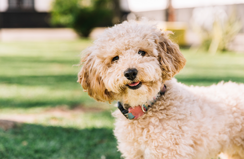 Chou Chouでは、犬のブリードも行っております